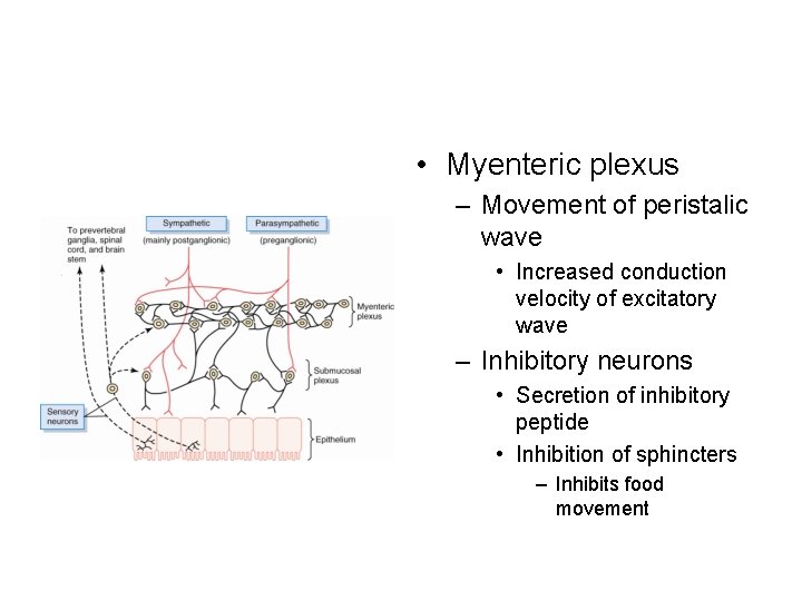  • Myenteric plexus – Movement of peristalic wave • Increased conduction velocity of