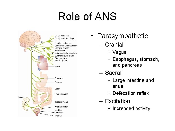 Role of ANS • Parasympathetic – Cranial • Vagus • Esophagus, stomach, and pancreas