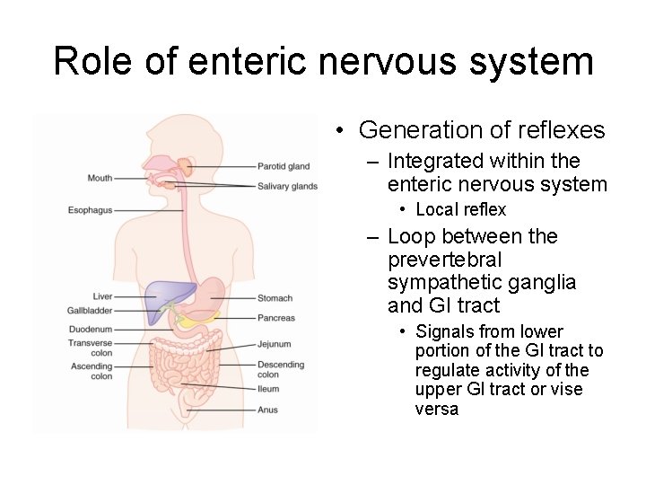 Role of enteric nervous system • Generation of reflexes – Integrated within the enteric