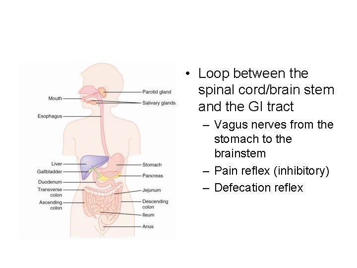  • Loop between the spinal cord/brain stem and the GI tract – Vagus