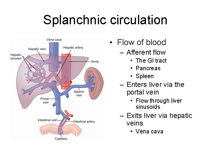 Splanchnic circulation • Flow of blood – Afferent flow • The GI tract •