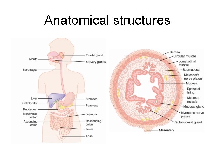 Anatomical structures 