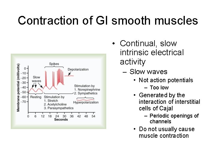 Contraction of GI smooth muscles • Continual, slow intrinsic electrical activity – Slow waves