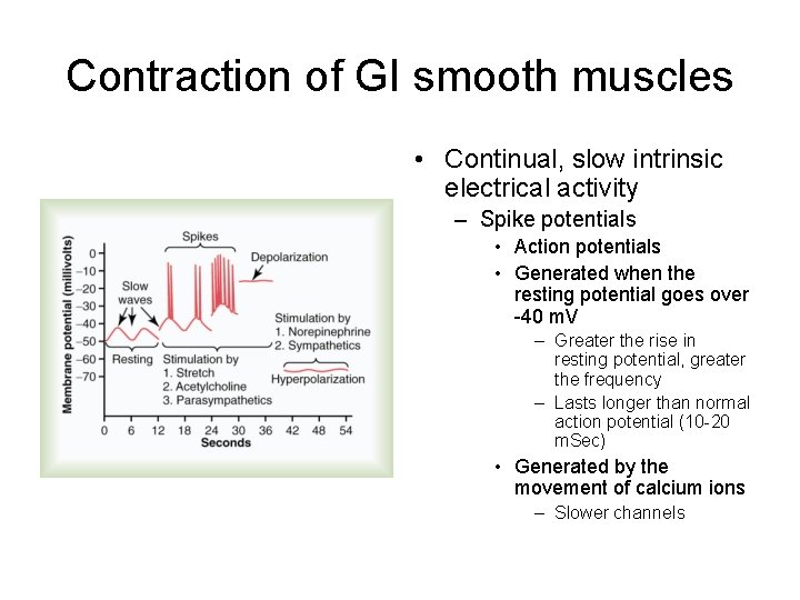 Contraction of GI smooth muscles • Continual, slow intrinsic electrical activity – Spike potentials