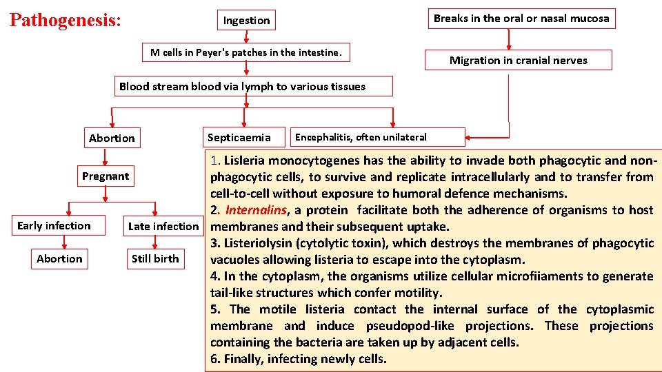 Pathogenesis: Breaks in the oral or nasal mucosa Ingestion M cells in Peyer's patches