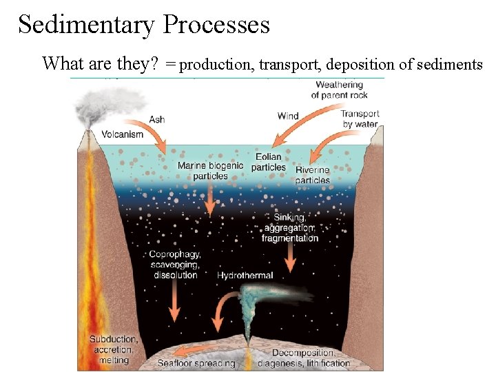 Sedimentary Processes What are they? = production, transport, deposition of sediments 