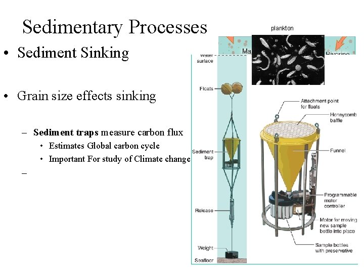 Sedimentary Processes • Sediment Sinking • Grain size effects sinking – Sediment traps measure