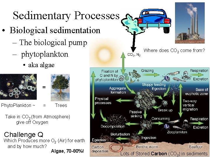 Sedimentary Processes • Biological sedimentation – The biological pump – complex – phytoplankton Where