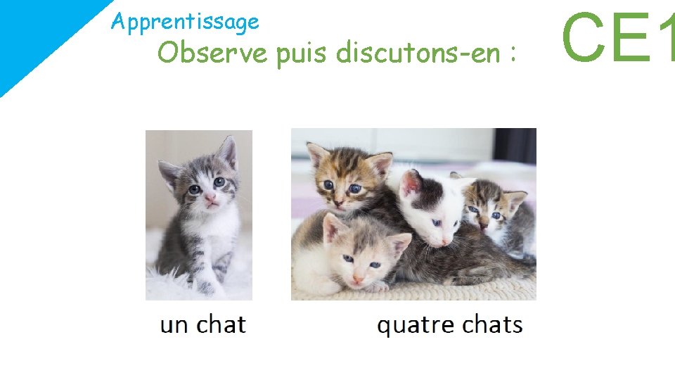 Apprentissage Observe puis discutons-en : CE 1 