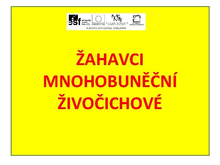 ŽAHAVCI MNOHOBUNĚČNÍ ŽIVOČICHOVÉ 