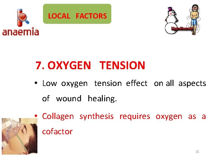 LOCAL FACTORS 7. OXYGEN TENSION • Low oxygen tension effect on all aspects of
