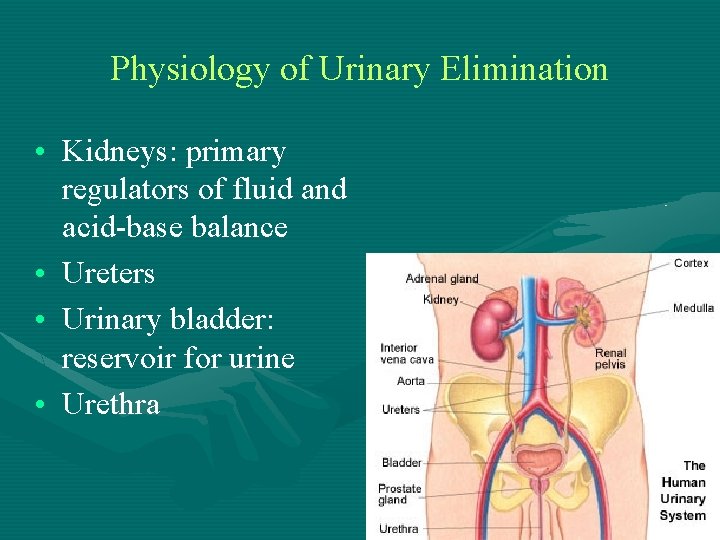 Physiology of Urinary Elimination • Kidneys: primary regulators of fluid and acid-base balance •