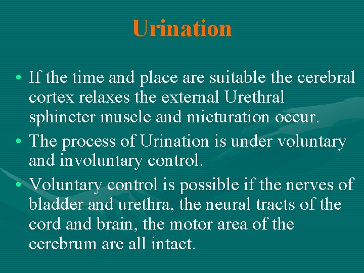 Urination • If the time and place are suitable the cerebral cortex relaxes the