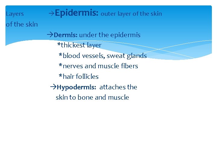 Layers Epidermis: outer layer of the skin Dermis: under the epidermis *thickest layer *blood