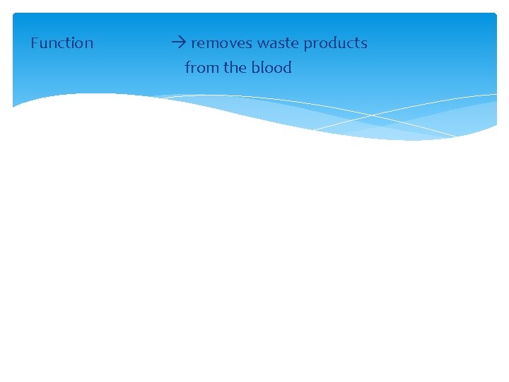 Function removes waste products from the blood 