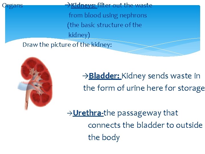 Organs Kidneys: filter out the waste from blood using nephrons (the basic structure of