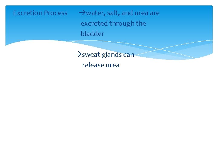 Excretion Process water, salt, and urea are excreted through the bladder sweat glands can