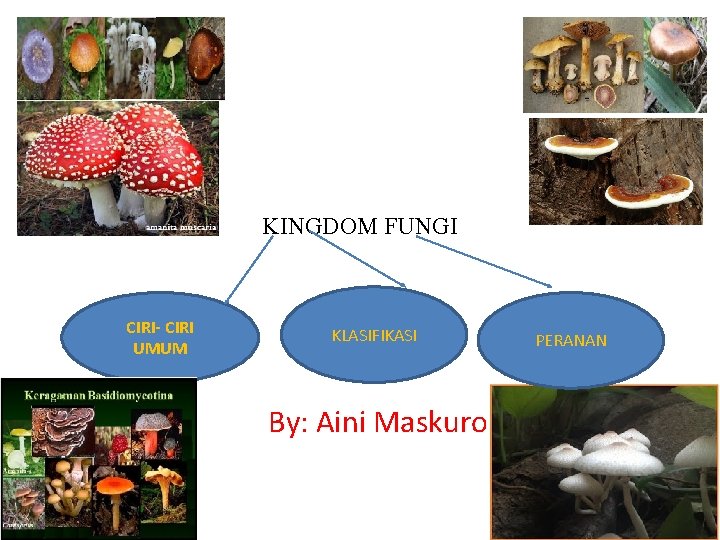 KINGDOM FUNGI CIRI- CIRI UMUM KLASIFIKASI By: Aini Maskuro PERANAN 