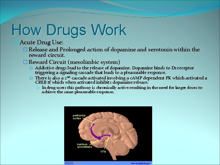How Drugs Work � Acute Drug Use: � Release and Prolonged action of dopamine