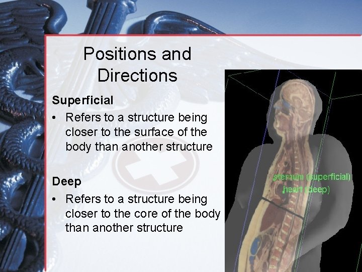 Positions and Directions Superficial • Refers to a structure being closer to the surface Positions and Directions Superficial • Refers to a structure being closer to the surface