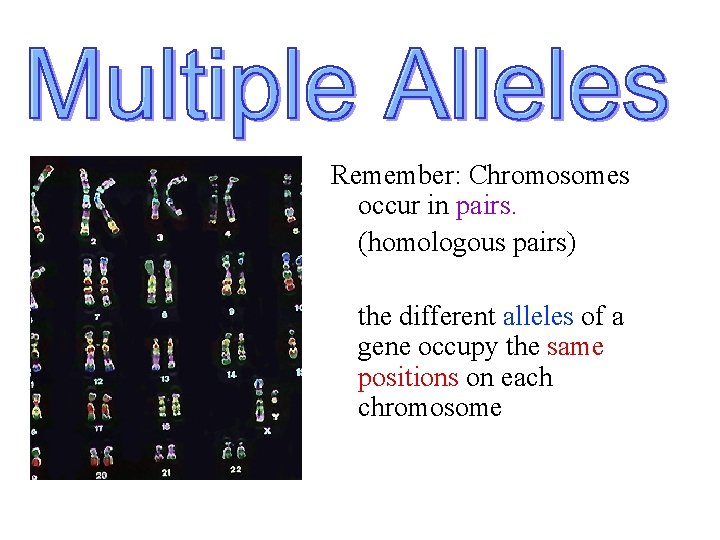 Remember: Chromosomes occur in pairs. (homologous pairs) the different alleles of a gene occupy