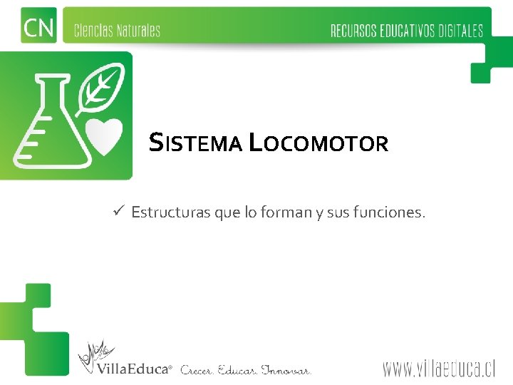 SISTEMA LOCOMOTOR ü Estructuras que lo forman y sus funciones. 