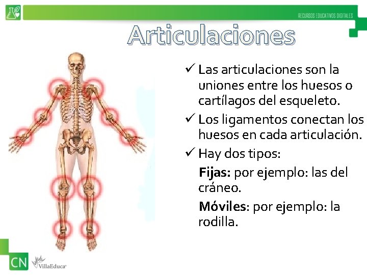 Articulaciones ü Las articulaciones son la uniones entre los huesos o cartílagos del esqueleto.