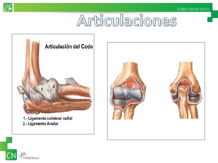 Articulaciones 