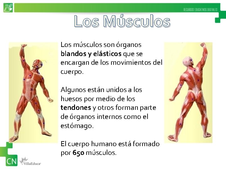 Los Músculos Los músculos son órganos blandos y elásticos que se encargan de los