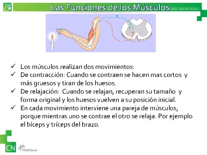 Las Funciones de los Músculos ü Los músculos realizan dos movimientos: ü De contracción: