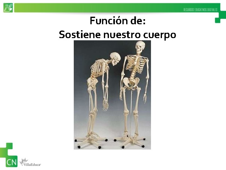 Función de: Sostiene nuestro cuerpo 