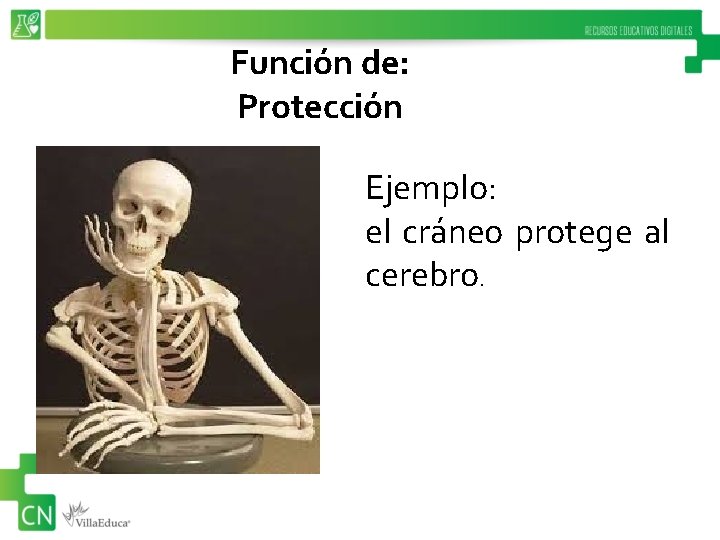 Función de: Protección Ejemplo: el cráneo protege al cerebro. 