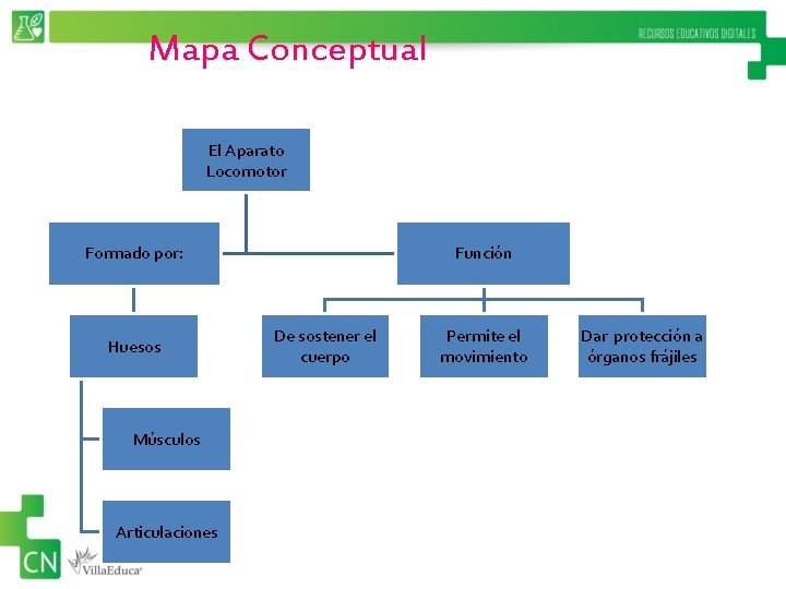 Mapa Conceptual El Aparato Locomotor Formado por: Huesos Músculos Articulaciones Función De sostener el