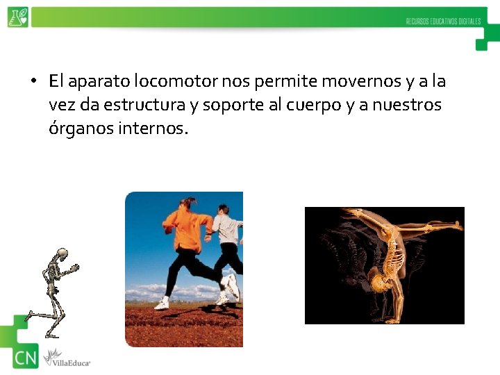  • El aparato locomotor nos permite movernos y a la vez da estructura