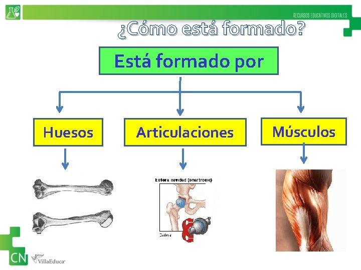 ¿Cómo está formado? Está formado por Huesos Articulaciones Músculos 