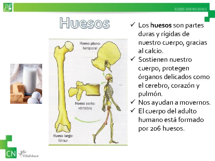 Huesos ü Los huesos son partes duras y rígidas de nuestro cuerpo, gracias al