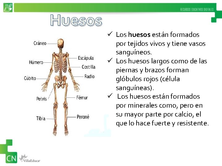 Huesos ü Los huesos están formados por tejidos vivos y tiene vasos sanguíneos. ü