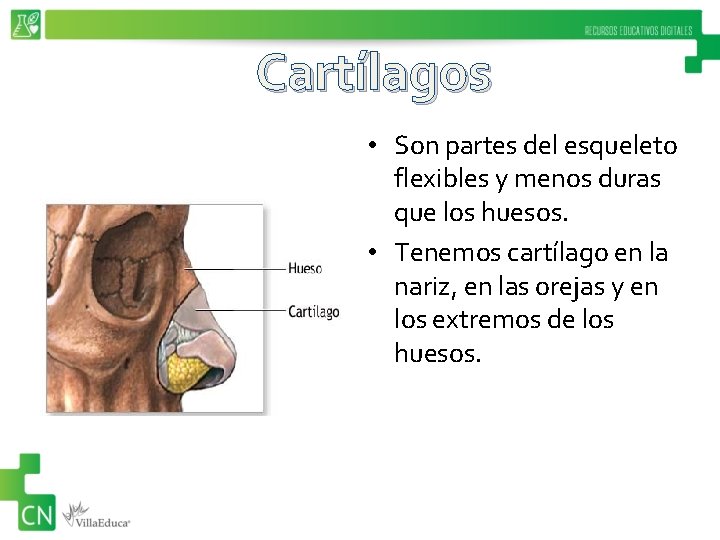 Cartílagos • Son partes del esqueleto flexibles y menos duras que los huesos. •