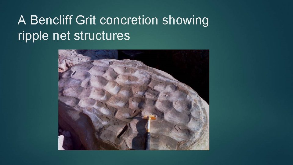 A Bencliff Grit concretion showing ripple net structures 