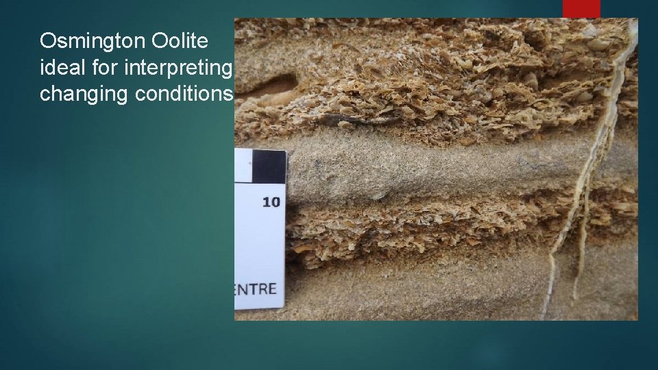 Osmington Oolite ideal for interpreting changing conditions 