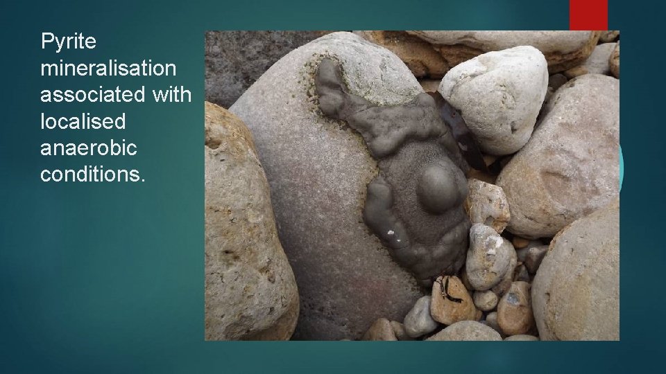 Pyrite mineralisation associated with localised anaerobic conditions. 