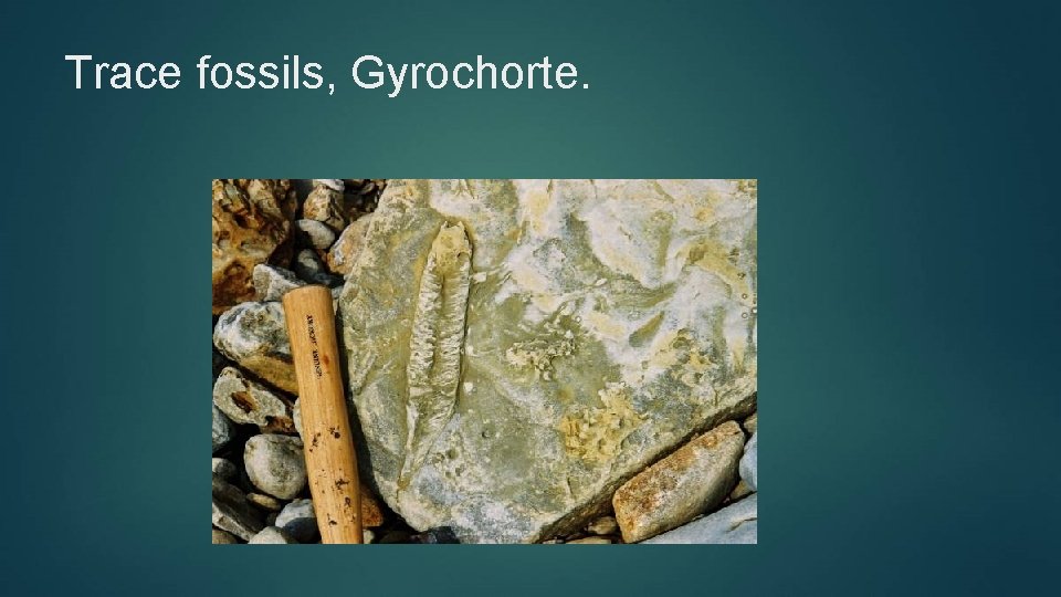 Trace fossils, Gyrochorte. 