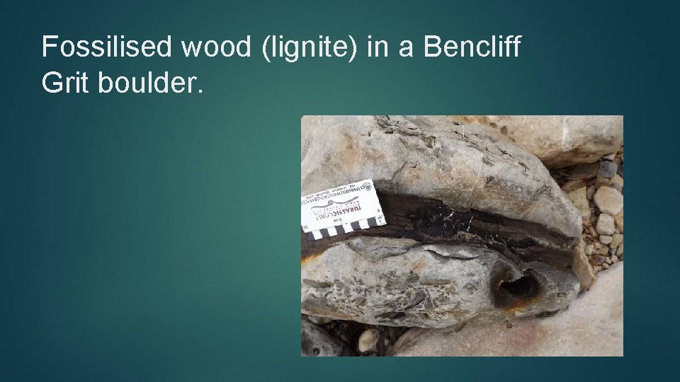 Fossilised wood (lignite) in a Bencliff Grit boulder. 