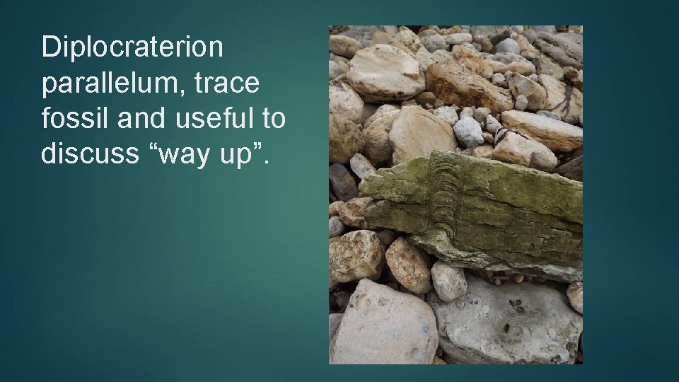 Diplocraterion parallelum, trace fossil and useful to discuss “way up”. 