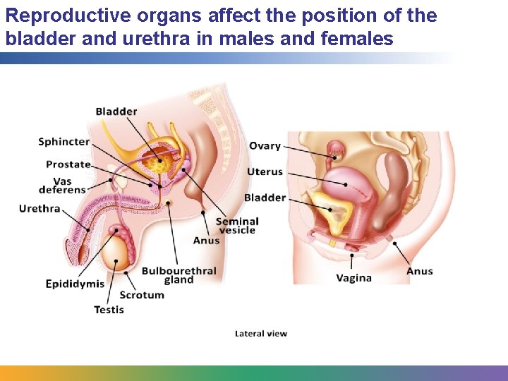 Reproductive organs affect the position of the bladder and urethra in males and females
