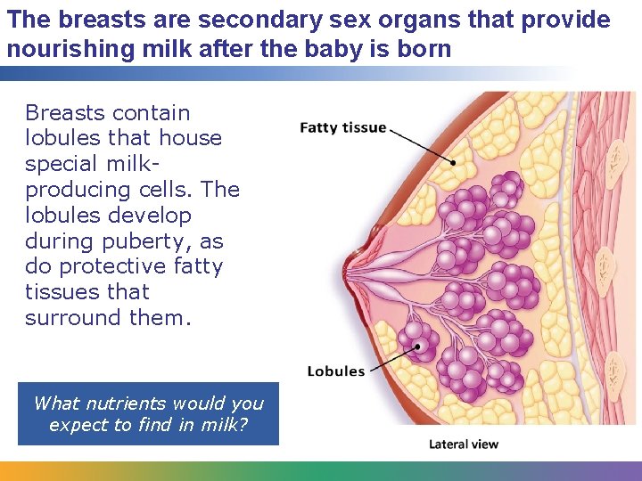 The breasts are secondary sex organs that provide nourishing milk after the baby is
