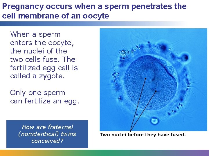 Pregnancy occurs when a sperm penetrates the cell membrane of an oocyte When a