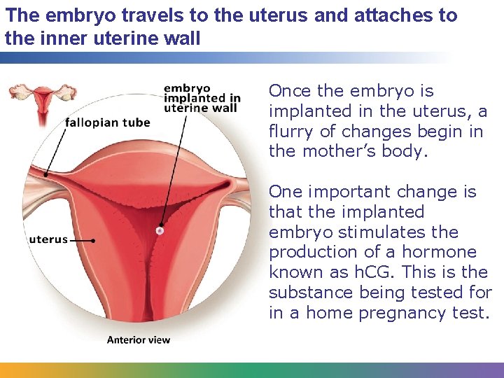 The embryo travels to the uterus and attaches to the inner uterine wall Once