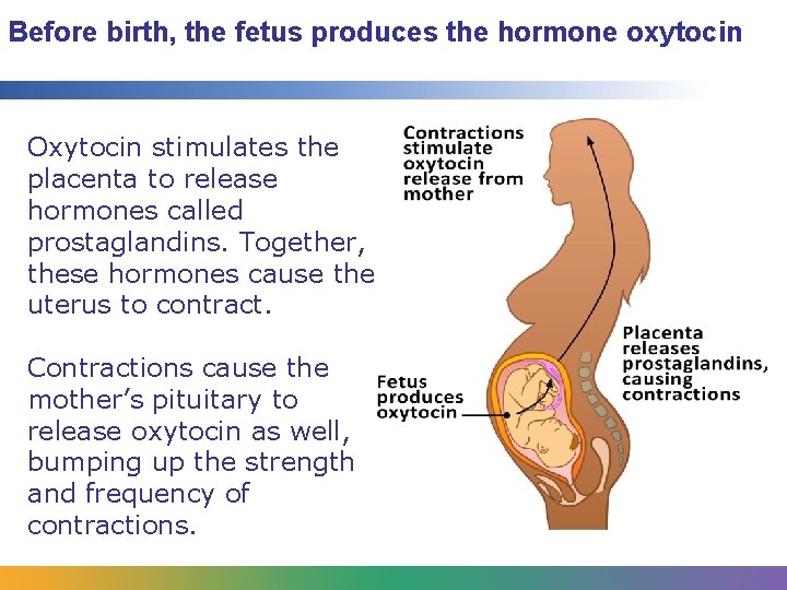 Before birth, the fetus produces the hormone oxytocin Oxytocin stimulates the placenta to release