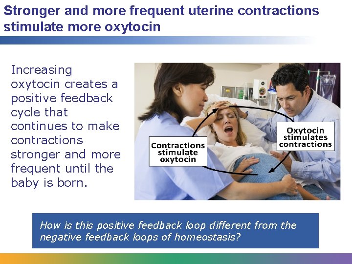 Stronger and more frequent uterine contractions stimulate more oxytocin Increasing oxytocin creates a positive